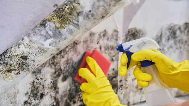 Best Commercial Mold Inspection  in Tulia, TX